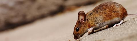 Afweermiddelen muizen en ratten 