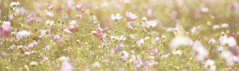 Veldbloemen