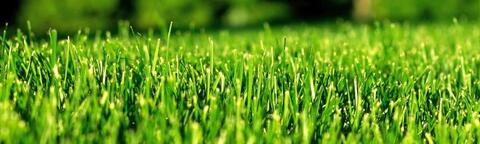 Gras