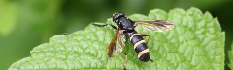 Insecticide Gewasbescherming
